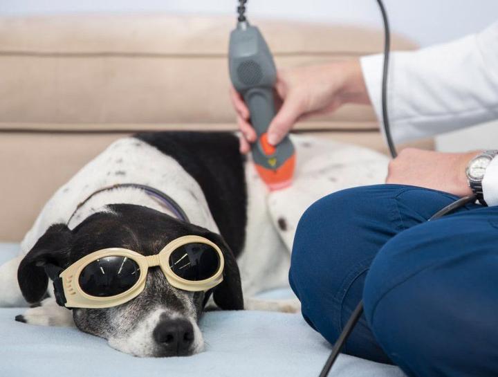 Pet Laser Therapy