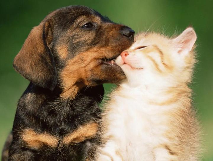 Puppy & Kitten Care 