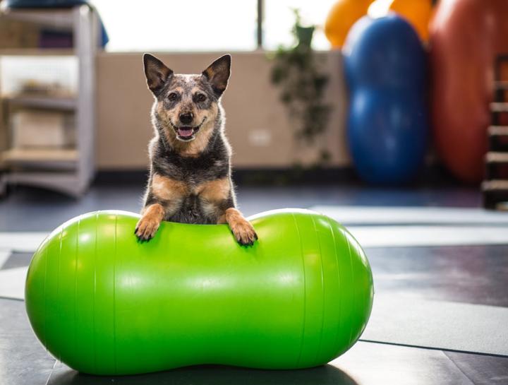 Pet Physical Therapy