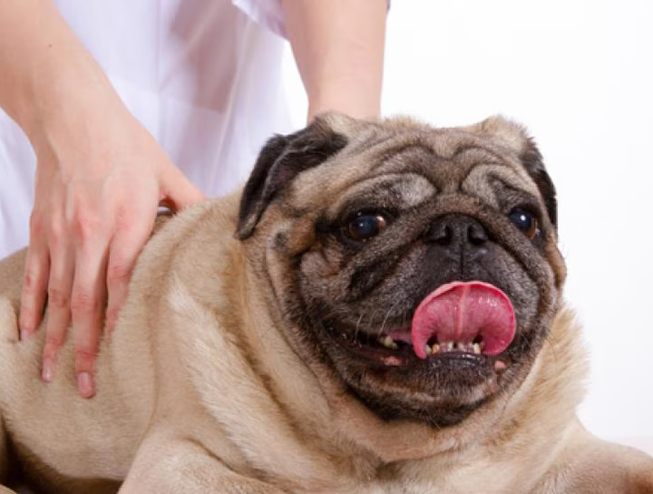 $city Animal Chiropractic Services